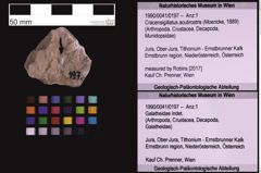 Foto (Objekt + Etiketten) von Cracensigillatus acutirostris (Moericke, 1889) (NHMW-GEO-1990-0041-0197)